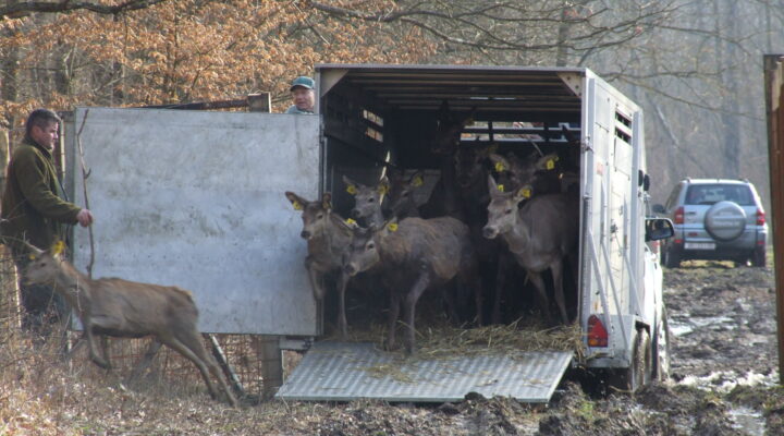 jelene pušteni u šumu